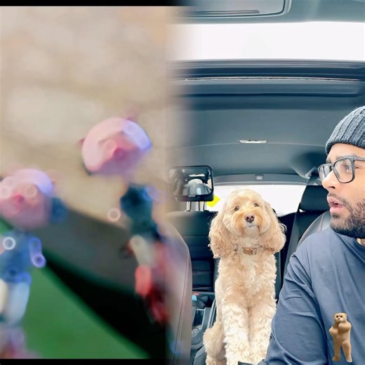 Mini Cockapoo Thinks Before She Counts 😳