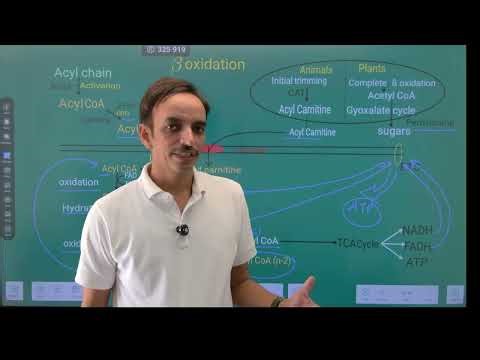 Beta-Oxidation Pathway & Energy Yield!