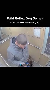 69K views · 26K reactions | This dog is loose in their apartment building going on an elevator, and not under control. The German Shepherd parent had some lightning reflexes to save this little dog, who was looking for trouble… but do you think this negatively affected the shepherd? #dogbehavior #reactivedog #dogtrainingtips #anxiousdog #citydog | Thinking Canine | Facebook