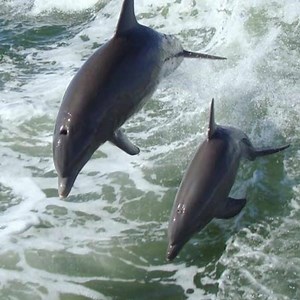 141 reactions · 83 shares | Dolphin Watching and Moonlight Cruises offered on weekends through November 29th in Gulfport, MS | Ship Island Excursions | Facebook