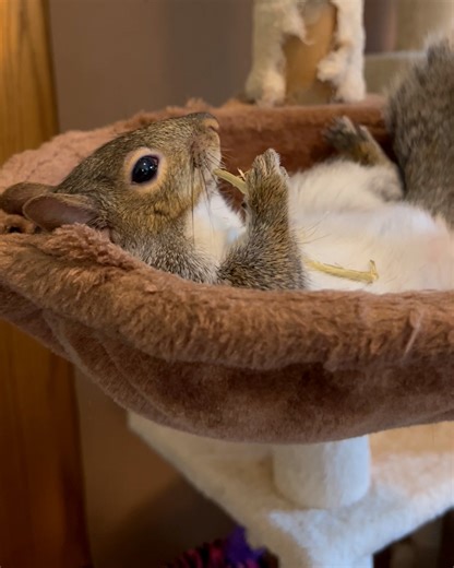 Lazy day for rescued squirrel 🐿️ 😍 | Furry Tails