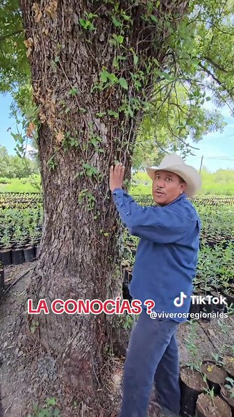 Hiedra del Río: Toxicodendron radicans y sus efectos
