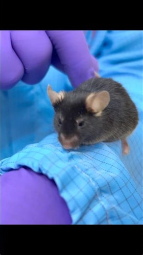 Intraperitoneal injection(IP) #mouse #experiment #youtubeshorts #diabetes #biotechnology #bioscience