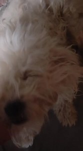 2.8K views · 66 reactions | NOS REPORTAN Hola, el sábado encontré...