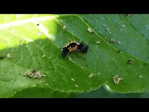 Die Marienkäfer Larve