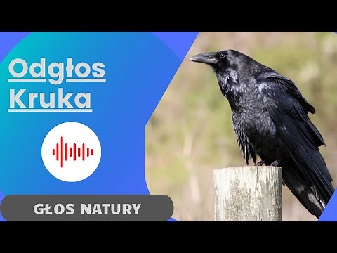 Odgłos kruka. Kruk zwyczajny - głos