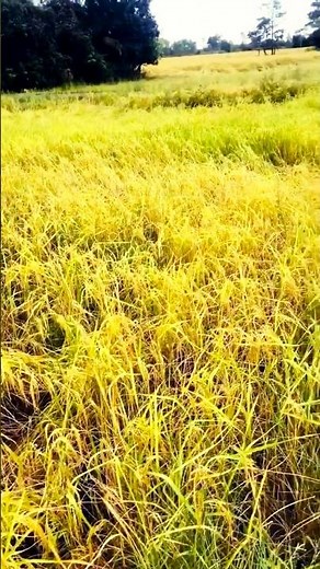 How Thai Farmers Harvest Rice – Modern Rice Farming in Thailand 🌾