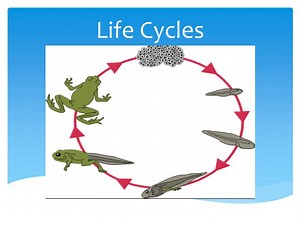 Life Cycles - SlideServe