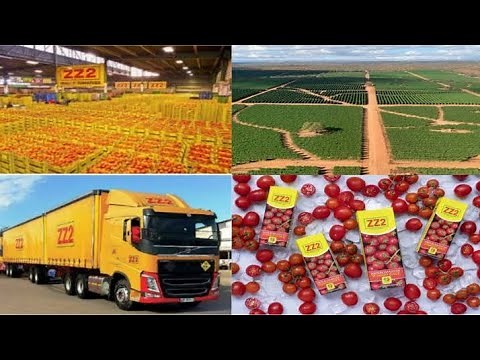 Mastering Tomato Farming: Learn from ZZ2's Best Techniques + DIY Irrigation & Trellis Tips