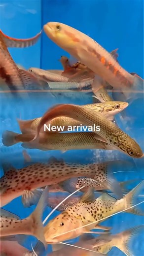 Predatory Fins ® | Rare & Exotic Fish Store on Instagram: "New shipment came in from Peru Arapaimas, electric eels, albino granulosus cat and some bolt catfish. Small shipment but awesome fish. Check out our website to see our full stock predatoryfins.com #aquarium #aquariumhobby #monsterfish #fishtank #monsterfishkeepers"
