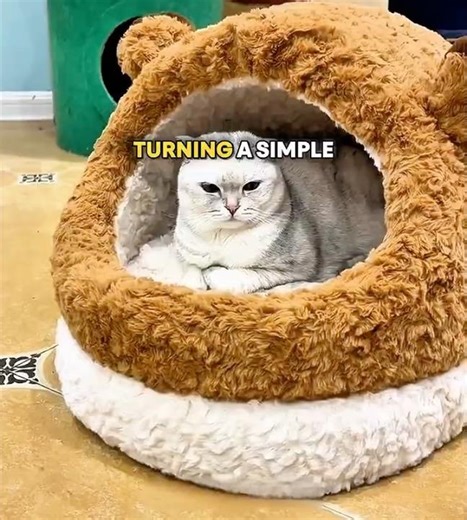 Cozy Cat Slippers 🐱 #cat