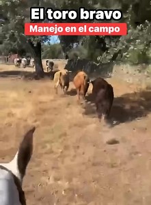 El manejo del toro bravo en el campo es una de las labores más complejas y arriesgadas de la ganadería. Sacar a estos animales desde el campo abierto hasta los corrales donde serán embarcados exige experiencia, precisión y un profundo conocimiento del comportamiento del ganado. Nada se deja al azar. En esta maniobra son imprescindibles los bueyes, auténticos maestros del recorrido. Desde pequeños han sido enseñados y entrenados para conocer cada paso del camino, y gracias a su mansedumbre y segu