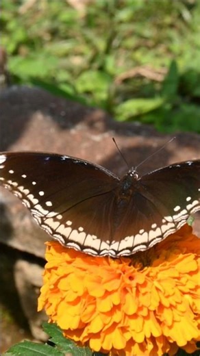 Butterfly on marigold || #flowergarden #wildlife