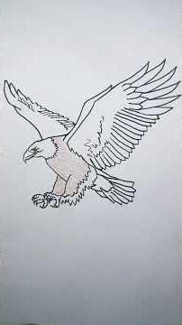 How to Draw a Bald Eagle 🦅 | National Bird of USA | Fun Facts #Shorts