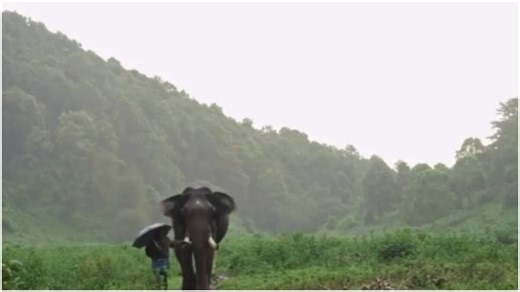 IAS officer shares video of ‘magical moments’ between elephant and mahout in Tamil Nadu