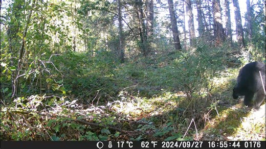 It’s Conservation Saturday! Wolf Haven is very fortunate to have beautiful wildlife habitats that surround our animal sanctuary. These habitats include restored Mima mound prairie, a seasonal wetland, and oak woodlands. Trail cameras placed in the oak woodlands this past autumn revealed just how many unique animals utilize our property. Black bears, bobcats, elk, and porcupines are just a few of the exciting creatures captured on camera! All of us at Wolf Haven extend our special thanks to Matt 