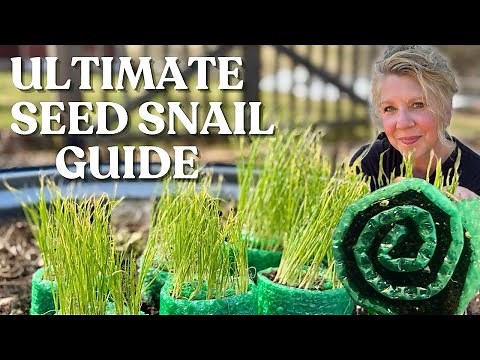 Seed Snail Rolls, Everything You Need To Know From Start to Finish
