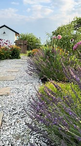 Creating a Stunning Lavender Border for Your Garden