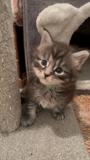 Elevage Malouchat Maine Coon on Reels