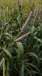 pearl millet ,Sustainable agriculture Stock Video