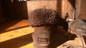 292K views · 4.6K reactions | It's nap time for Scotty the wallaby and what better place to snooze than inside a cozy ugg boot! Awww! Video: Exceptional Kangaroo Island #SouthAustralia #KangarooIsland UGG Australia | South Australia | Facebook