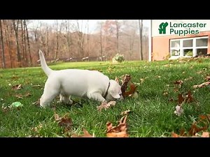 Playful Labrador Retriever Puppies