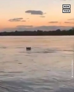 2.2M views · 7.4K reactions | OH, HELL NO: This video shows an angry, giant hippo chasing a sightseeing boat in Uganda. No one was hurt, but, according to NatGeo, hippos are responsible for an estimated 500 human deaths annually in Africa — making them twice as deadly as lions. | NowThis | Facebook