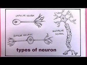 How To Draw Different Types Of Neuron Easy/Neuron Drawing