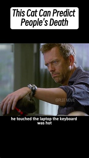 The Cat That Predicts Death: A Dr. House Episode