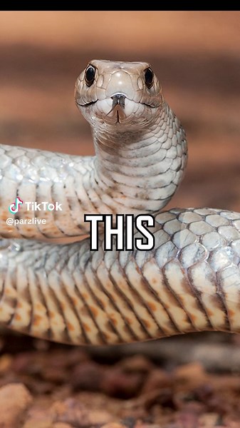 Dealing with Brown Snakes in Australia