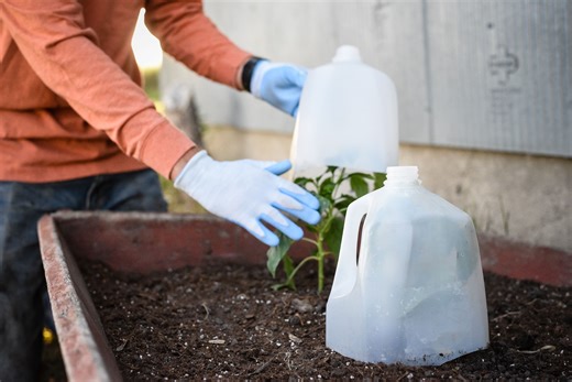 5 Simple Ways to Protect Plants from Frost So They Survive Cold Snaps