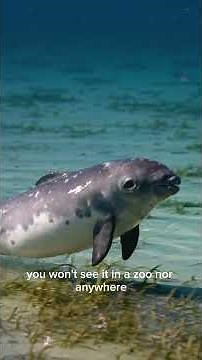 Unbelievably Rare Animals Found on Earth!” #animalfacts