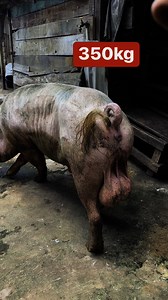 Notre ferme Japoma #porcs #inseminationartificielle #Topic | 𝐈𝐅𝐏𝐎𝐌𝐀 Centre Technique