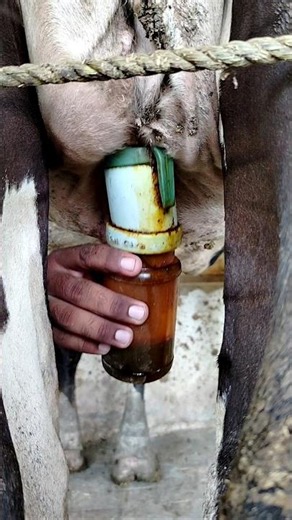 automatic milking machine