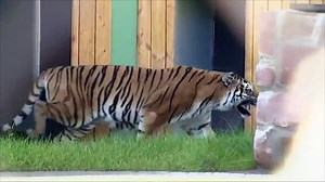 Freed circus tiger walks on grass for first time