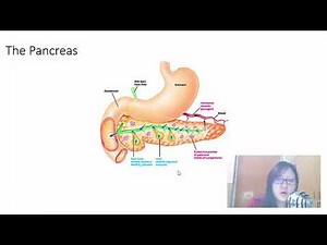 Chap 14 (Part 3) Control of Blood Glucose Concentration | Cambridge A-Level 9700 Biology