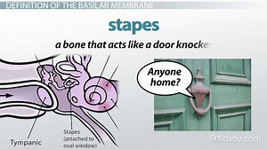 Basilar Membrane | Definition, Function & Location - Video | Study.com