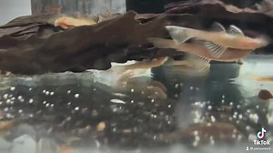 Albino Bristlenose Pleco: the albino variety is a great option for those interested in Bristlenose pleco. Albino is a lack of melanin in pigmentation creating a white/ yellow colored body and red eyes. The Bristlenose grows extensions on the face that looks like bristles or a bush. These are great plecos as they stay at a small size and are aggressive algae eaters. #plecostomus #fyp https://www.petzonesd.com/albino-bristlenose-pleco/ | Pet Zone Tropical Fish, San Diego, California | Facebook