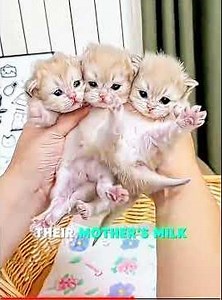 Kittens Learn To Drink Milk 🍼