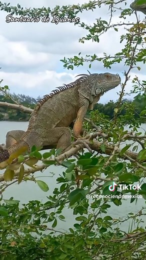 Santuario de Iguanas: Protectoras de Veracruz