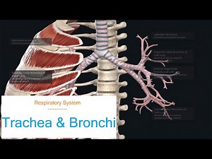 Anatomy | Respiratory System - Trachea and Bronchi
