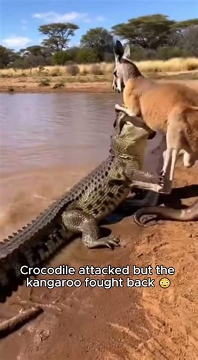 Kangaroo's Brutal Kick Sends Crocodile Flying 😳 #Wildlife #AnimalFight #Shorts