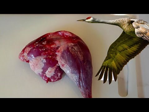 Sandhill Crane - Thighs - Recipe