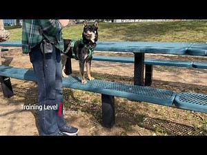 Manda Training Level Compilation - International Dog Parkour