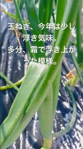 白いのは消石灰。石灰は苦土石灰と消石灰を使う。 #家庭菜園 #玉ねぎ#もみじ3号