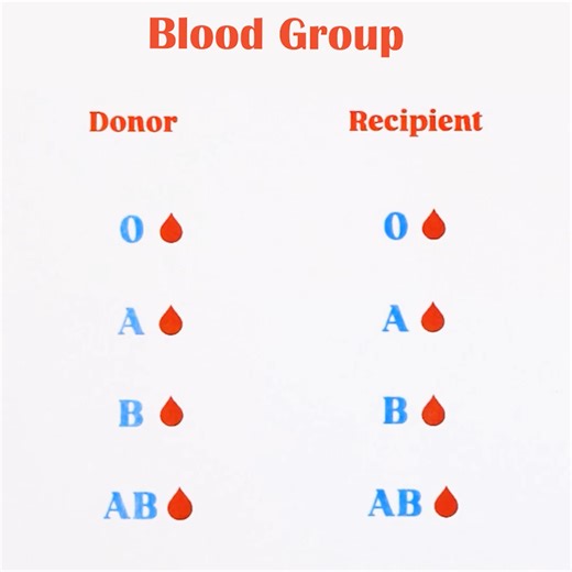 Understanding Blood Groups | Magic Hands Creations