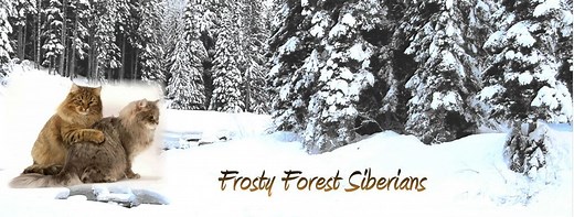Frosty Forest - Cattery of Siberian Cats