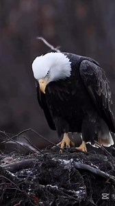 56K views · 765 reactions | ☑️Винаги запомни едно.. #people #destiny #words #programming #capcut #love #eagle | Iva Teneva | Facebook