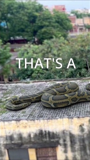 Anaconda Snake Attack 8 Part 1 #shorts #python #snakevideo #snakes #anaconda #snake