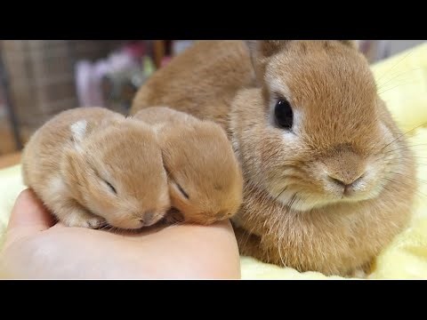 Very popular color rabbit parents and children are too cute [Netherland Dwarf]